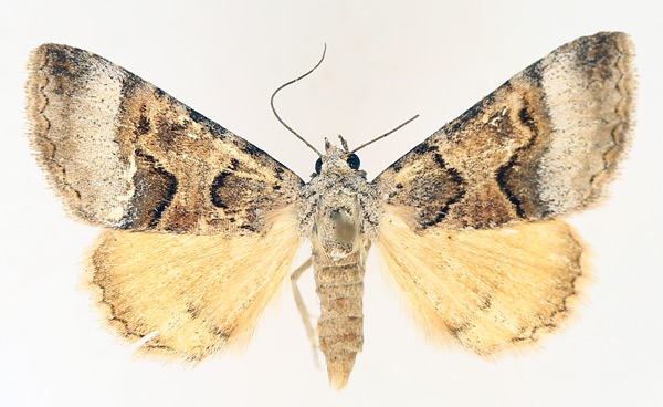 /filer/webapps/moths/media/images/M/metaxantha_Tytroca_AM_TMSA_01.jpg