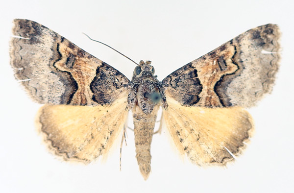 /filer/webapps/moths/media/images/M/metaxantha_Tytroca_AM_TMSA_02.jpg