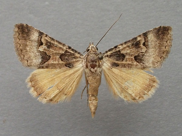 /filer/webapps/moths/media/images/M/metaxantha_Tytroca_A_Baron_01.jpg