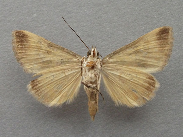 /filer/webapps/moths/media/images/M/metaxantha_Tytroca_A_Baron_02.jpg