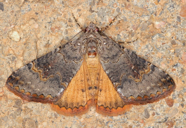 /filer/webapps/moths/media/images/M/metaxantha_Tytroca_A_Heyns_01.jpg