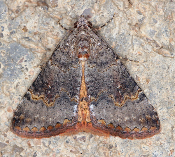 /filer/webapps/moths/media/images/M/metaxantha_Tytroca_A_Heyns_02.jpg