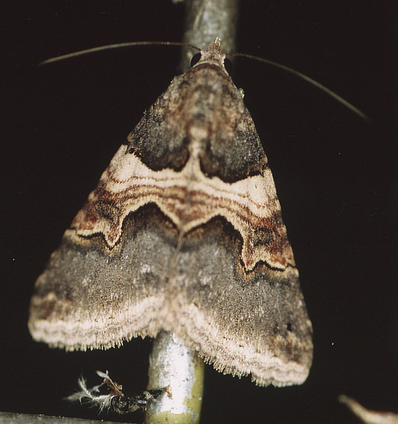 /filer/webapps/moths/media/images/M/metaxantha_Tytroca_A_Roland_01.jpg