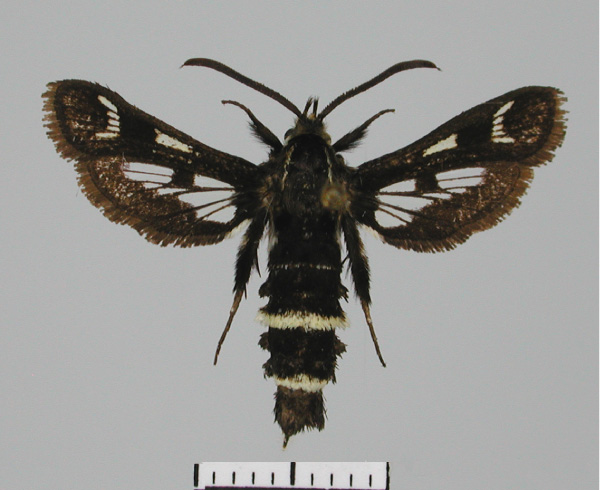 /filer/webapps/moths/media/images/M/metazonata_Thyranthrene_AF_TMSA.jpg
