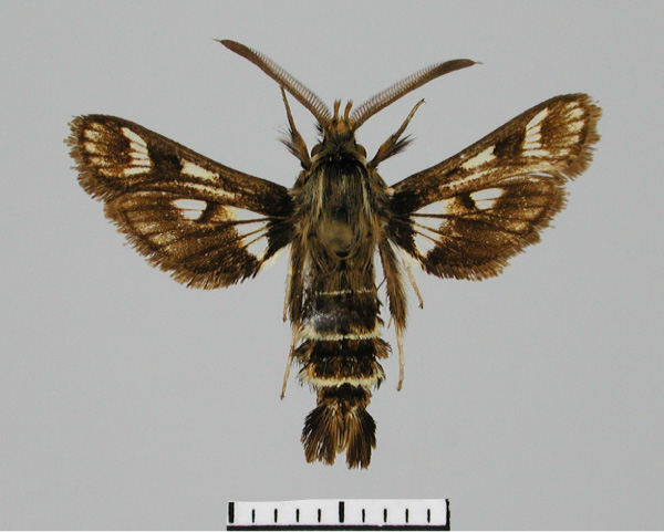 /filer/webapps/moths/media/images/M/metazonata_Thyranthrene_AM_TMSA.jpg