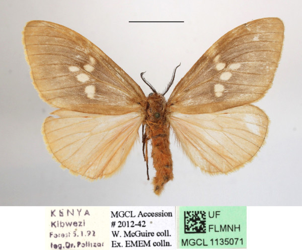 /filer/webapps/moths/media/images/M/metella_Palasea_AF_MGCLa_02.JPG