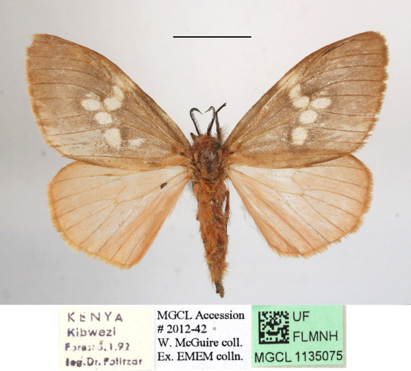 /filer/webapps/moths/media/images/M/metella_Palasea_AF_MGCLa_03.JPG