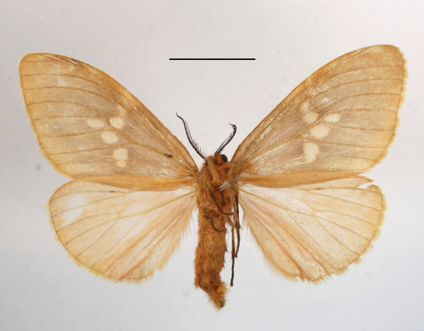 /filer/webapps/moths/media/images/M/metella_Palasea_AF_MGCLb_02.JPG