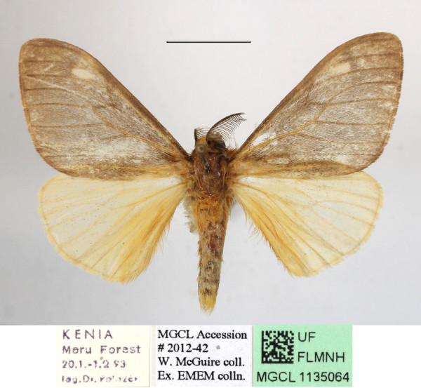 /filer/webapps/moths/media/images/M/metella_Palasea_AM_MGCLa_01.JPG