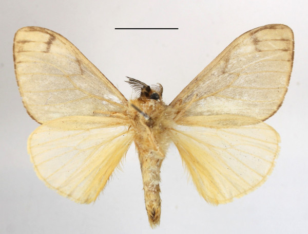 /filer/webapps/moths/media/images/M/metella_Palasea_AM_MGCLb_01.JPG