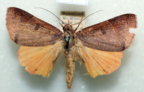 /filer/webapps/moths/media/images/M/meterythra_Dermaleipa_HT_BMNH.jpg