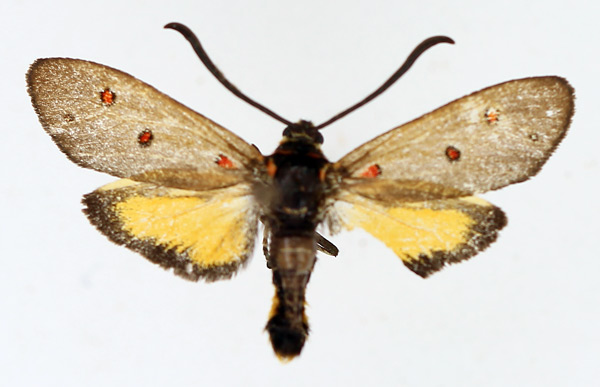 /filer/webapps/moths/media/images/M/meterythra_Neurosymploca_AM_TMSA_01.jpg