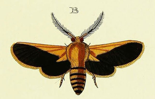 /filer/webapps/moths/media/images/M/meteus_Automolis_Cramer4_347_B.jpg