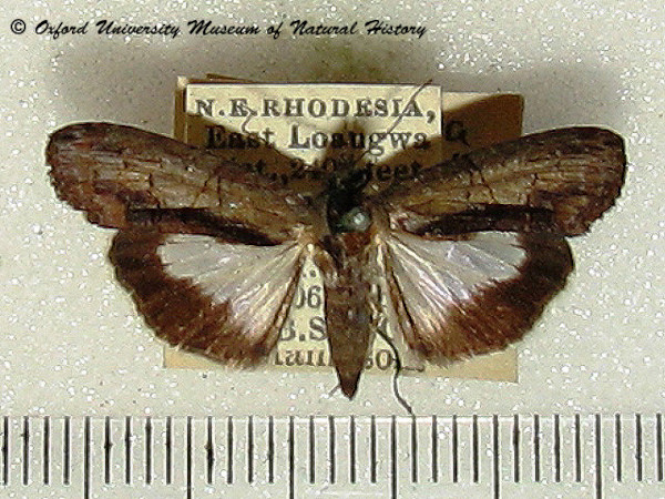 /filer/webapps/moths/media/images/M/methyalea_Lophoptera_A_OUMNH.jpg