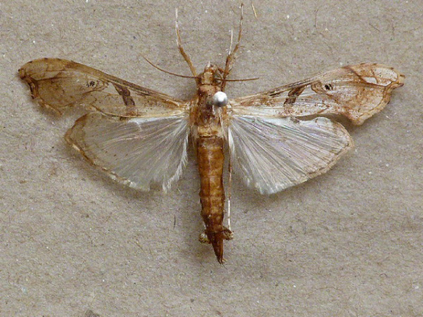 /filer/webapps/moths/media/images/M/meticulosalis_Terastia_A_Butler.jpg