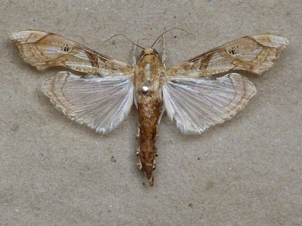 /filer/webapps/moths/media/images/M/meticulosalis_Terastia_A_Butler_02.jpg
