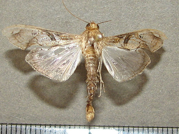 /filer/webapps/moths/media/images/M/meticulosalis_Terastia_A_Goff_01.jpg