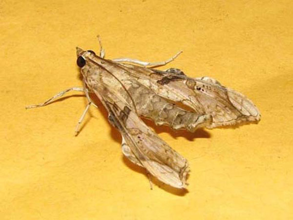 /filer/webapps/moths/media/images/M/meticulosalis_Terastia_A_Goff_02.jpg