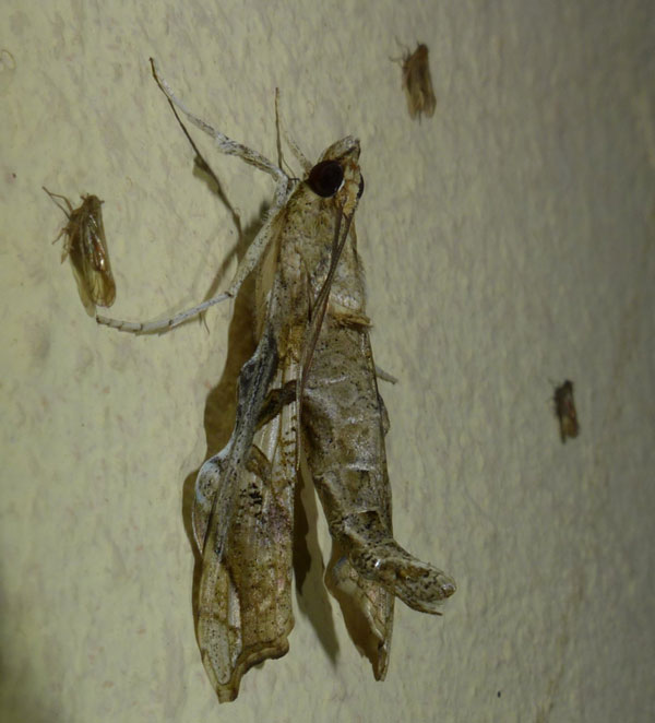/filer/webapps/moths/media/images/M/meticulosalis_Terastia_A_Riddell_01.jpg