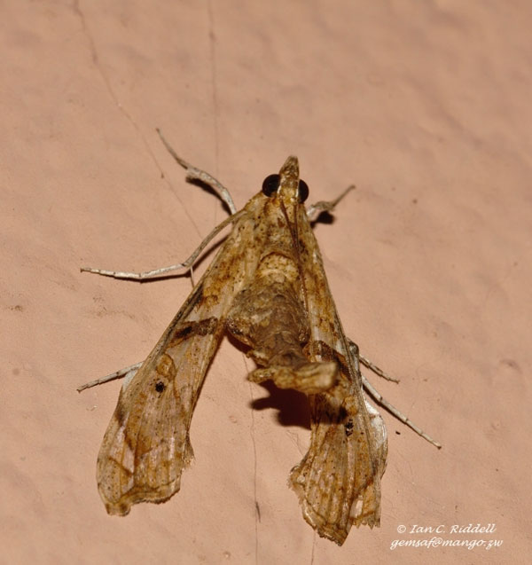/filer/webapps/moths/media/images/M/meticulosalis_Terastia_A_Riddell_02.jpg