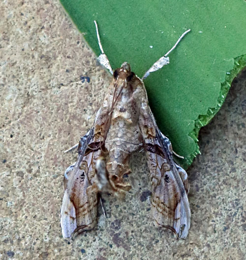 /filer/webapps/moths/media/images/M/meticulosalis_Terastia_A_Voaden.jpg