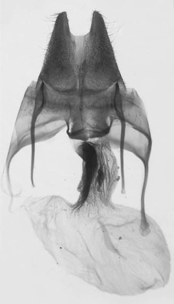 /filer/webapps/moths/media/images/M/metiminko_Sciomesa_GFPT_MNHN_947.jpg