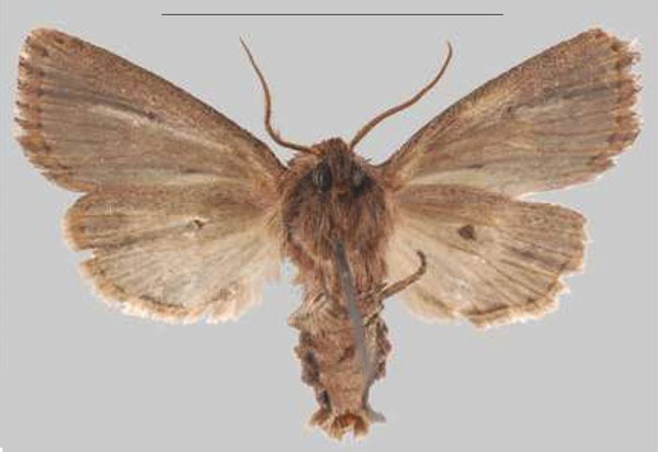 /filer/webapps/moths/media/images/M/metiminko_Sciomesa_HT_MNHNb.jpg