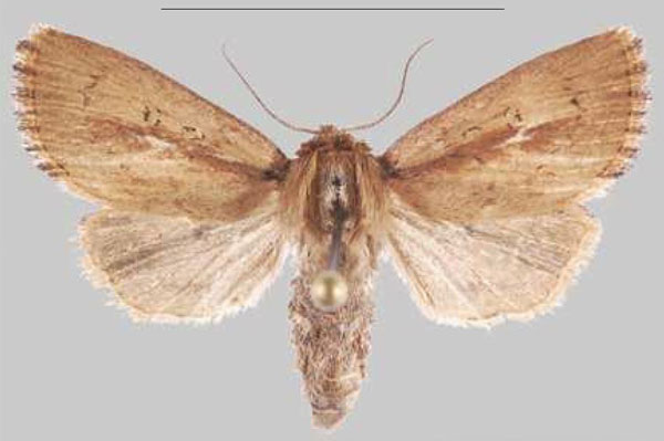 /filer/webapps/moths/media/images/M/metiminko_Sciomesa_PTF_MNHNa.jpg