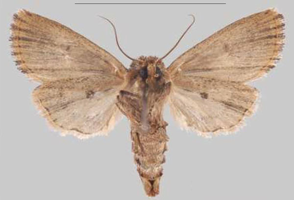 /filer/webapps/moths/media/images/M/metiminko_Sciomesa_PTF_MNHNb.jpg