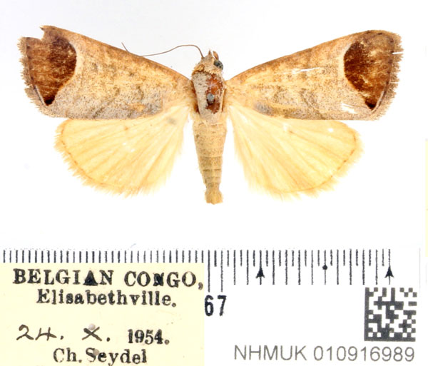 /filer/webapps/moths/media/images/M/metochrea_Bocula_AF_BMNH.jpg