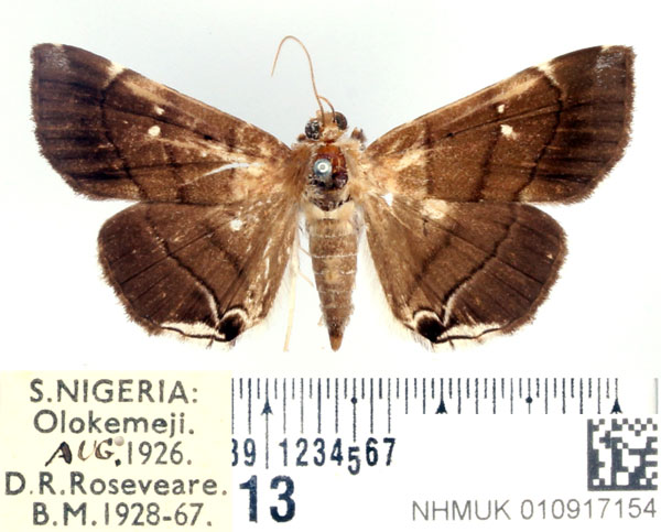/filer/webapps/moths/media/images/M/metopis_Gracilodes_AF_BMNH.jpg