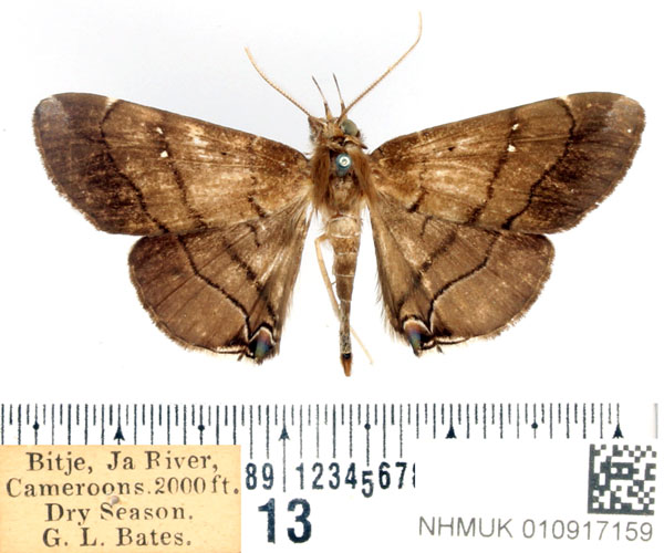 /filer/webapps/moths/media/images/M/metopis_Gracilodes_AM_BMNH_01.jpg