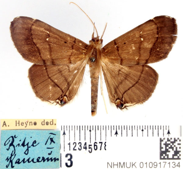 /filer/webapps/moths/media/images/M/metopis_Gracilodes_AM_BMNH_02.jpg