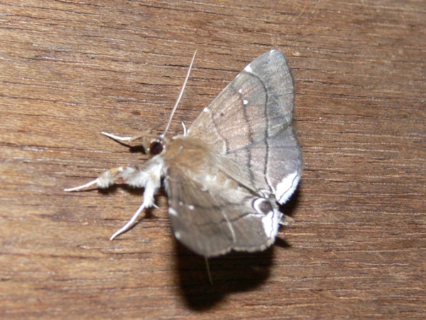 /filer/webapps/moths/media/images/M/metopis_Gracilodes_A_Goff_02.jpg