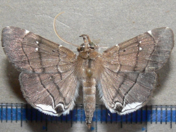 /filer/webapps/moths/media/images/M/metopis_Gracilodes_A_Goffa_01.jpg