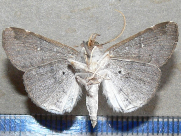 /filer/webapps/moths/media/images/M/metopis_Gracilodes_A_Goffb_01.jpg