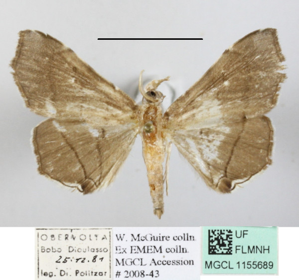 /filer/webapps/moths/media/images/M/metopis_Gracilodes_A_MGCL_01.jpg