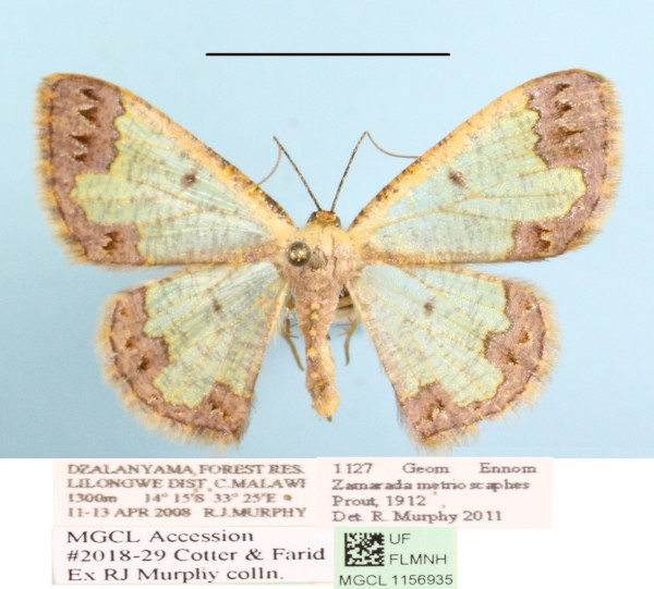 /filer/webapps/moths/media/images/M/metrioscaphes_Zamarada_AF_MGCLa_02.JPG