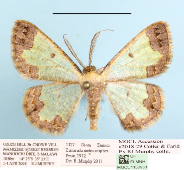 /filer/webapps/moths/media/images/M/metrioscaphes_Zamarada_AM_MGCLa_01.JPG