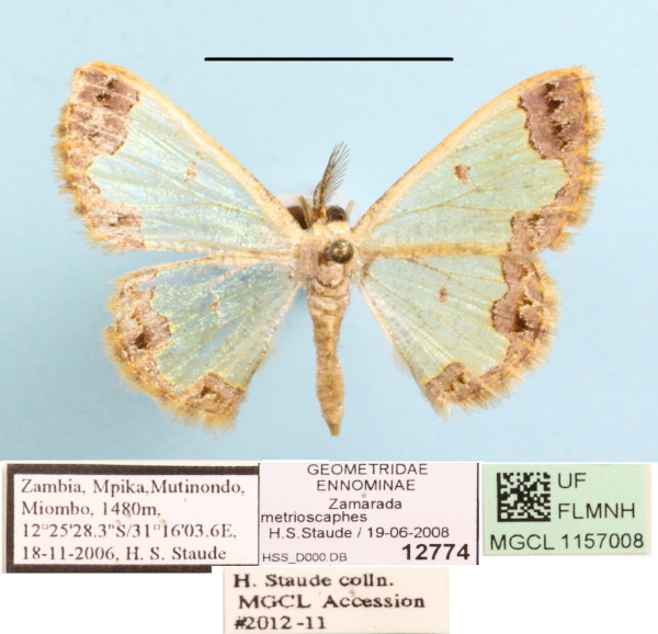 /filer/webapps/moths/media/images/M/metrioscaphes_Zamarada_AM_MGCLa_03.JPG