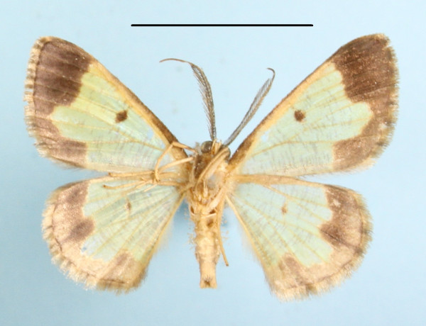 /filer/webapps/moths/media/images/M/metrioscaphes_Zamarada_AM_MGCLb_01.JPG
