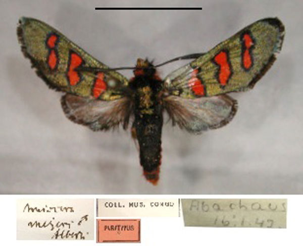 /filer/webapps/moths/media/images/M/meyeri_Arniocera_A_RMCA_01.jpg