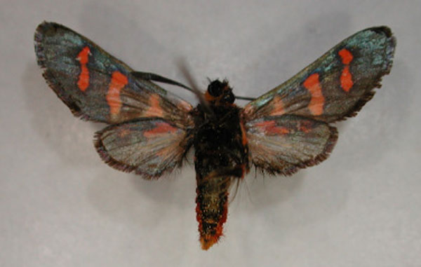 /filer/webapps/moths/media/images/M/meyeri_Arniocera_A_RMCA_02.jpg