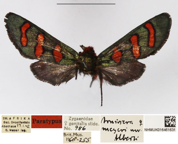 /filer/webapps/moths/media/images/M/meyeri_Arniocera_PTF_NHMUK_01.jpg