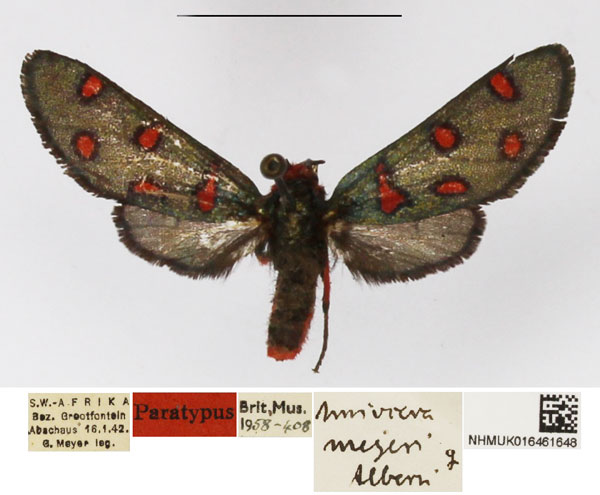 /filer/webapps/moths/media/images/M/meyeri_Arniocera_PTF_NHMUK_02.jpg