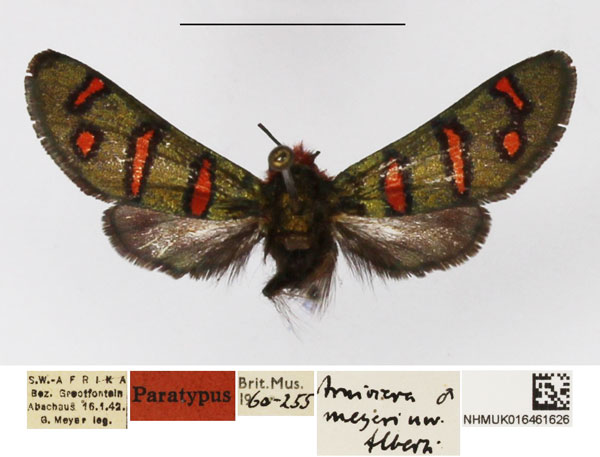 /filer/webapps/moths/media/images/M/meyeri_Arniocera_PTM_NHMUK_01.jpg