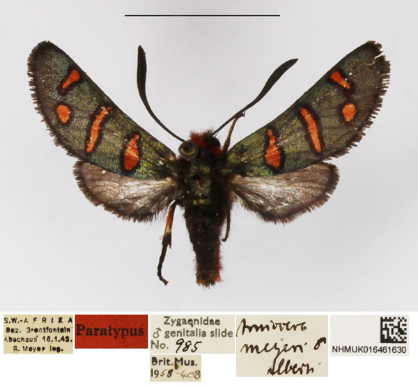 /filer/webapps/moths/media/images/M/meyeri_Arniocera_PTM_NHMUK_02.jpg