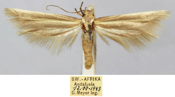 /filer/webapps/moths/media/images/M/meyeri_Scythris_HT_TMSA_1Lz38QN.jpg