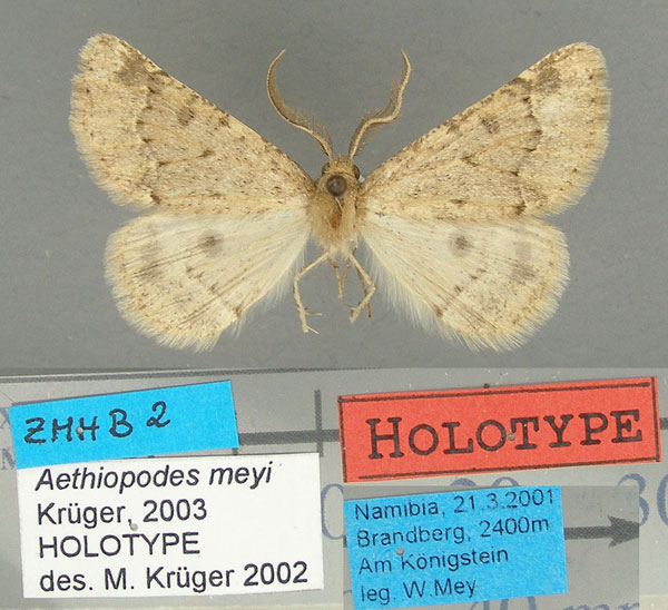 /filer/webapps/moths/media/images/M/meyi_Aethiopodes_HT_TMSA.jpg