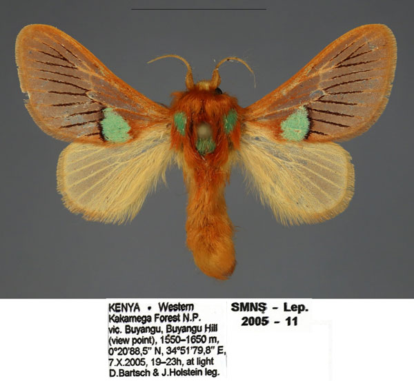 /filer/webapps/moths/media/images/M/meyi_Delorhachis_PTM_SMNS_02.jpg